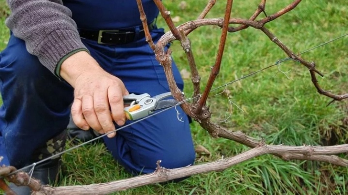 How to grow grapes?