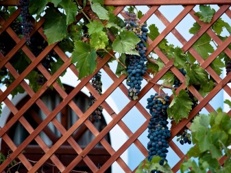 How far apart should grapes be planted?