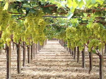 How far apart should grapes be planted?