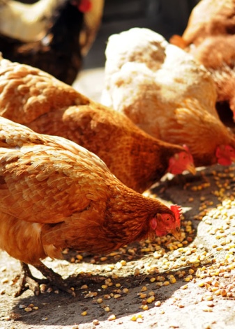How to choose and germinate grain for chickens?