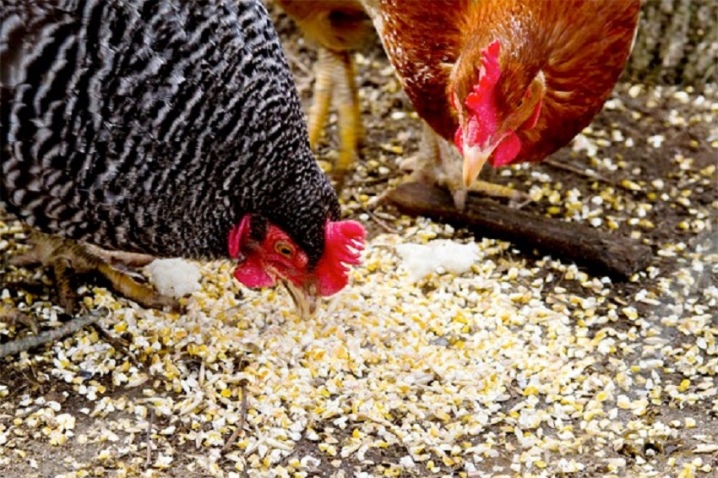 Jak wybrać i kiełkować ziarno dla kurczaków?