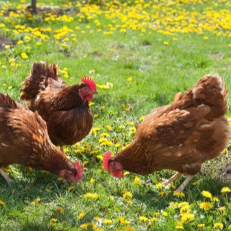 Hvordan vælger og spirer korn til kyllinger?