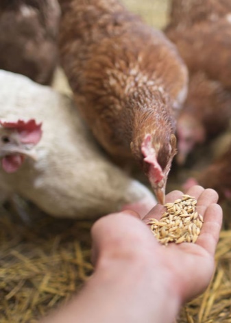 Wie wählt man Getreide für Hühner aus und keimt es?