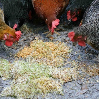 Πώς να επιλέξετε και να βλαστήσετε σιτηρά για κοτόπουλα;