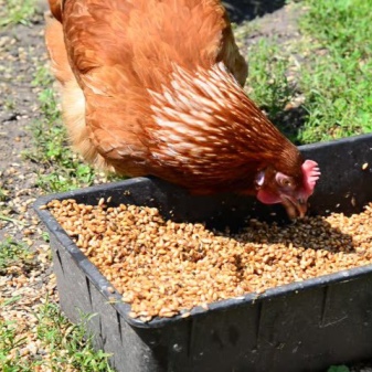 Hoe graan voor kippen kiezen en ontkiemen?