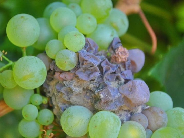 White bloom on grapes