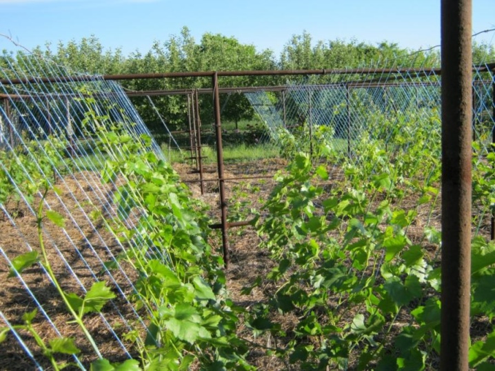 The nuances of caring for grapes in spring