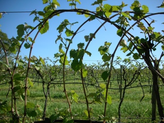 The nuances of caring for grapes in spring