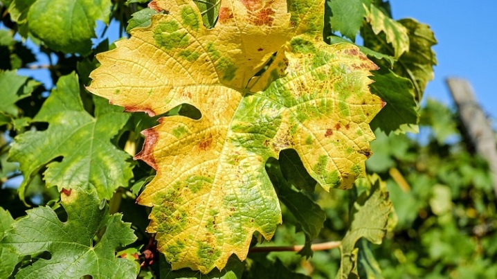 Why do grape leaves turn yellow and what to do?