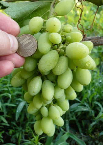 Growing grapes in a greenhouse