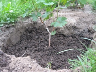 When and how to plant grapes in open ground?