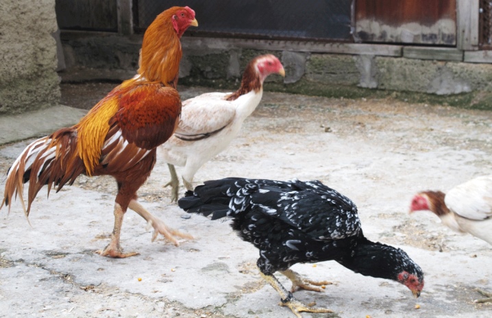 All about domestic chickens