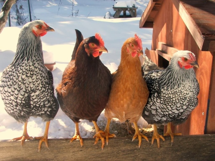 All about domestic chickens