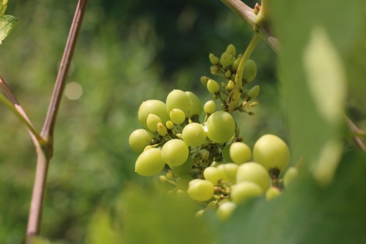 Mengapa buah anggur berukuran kecil dan apa yang harus dilakukan?