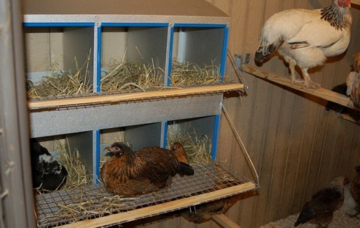 Nests for chickens: dimensions, requirements and DIY