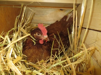 Nests for chickens: dimensions, requirements and DIY