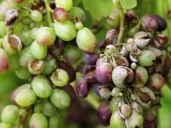 Oidium on grapes: signs and methods of treatment