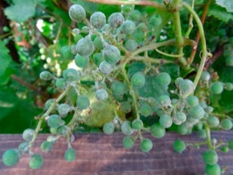 Oidium on grapes: signs and methods of treatment