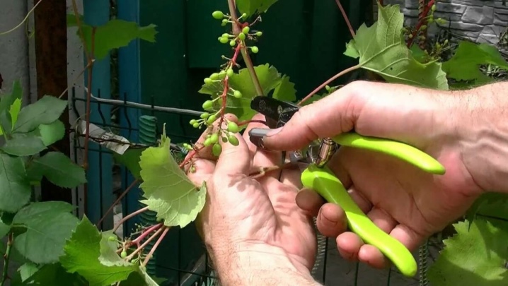 Accelerate the ripening of grapes