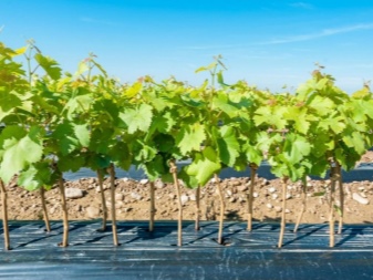 Tips for choosing cuttings and grape seedlings