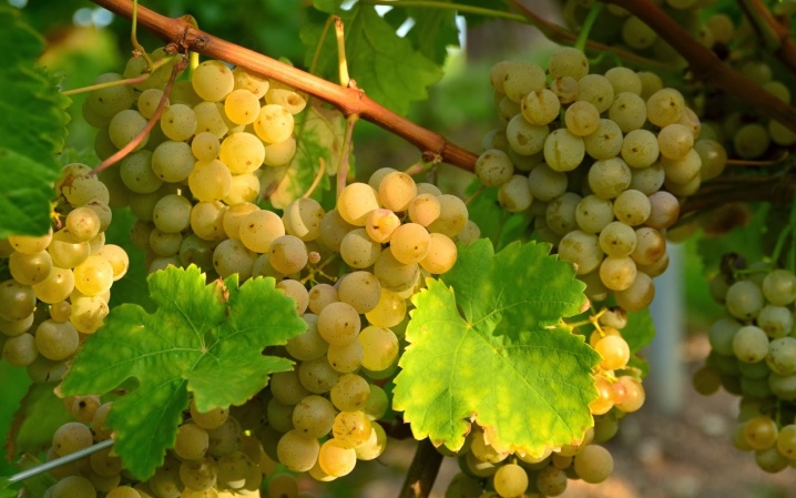 Tips for choosing cuttings and grape seedlings