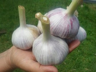 What to do to make garlic large?