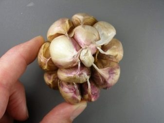 Apa yang perlu dilakukan untuk membuat bawang putih besar?