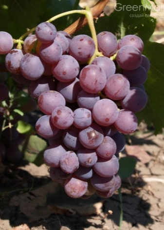 How to grow grapes at home?