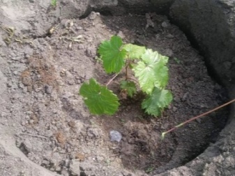 Planting of grapes