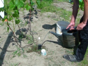 Planting of grapes