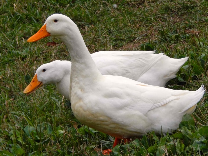 Wie unterscheidet man eine Ente von einem Erpel?