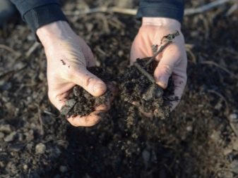 Che tipo di terreno piace all'aglio quando viene piantato in autunno?