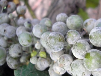 Wie behandelt man Mehltau an Weintrauben?
