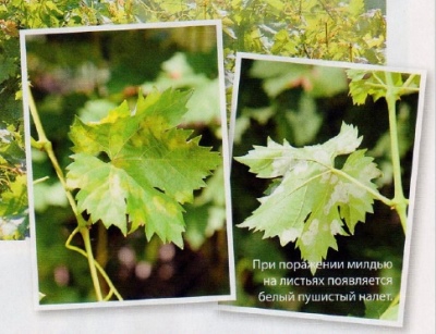Wie behandelt man Mehltau an Weintrauben?