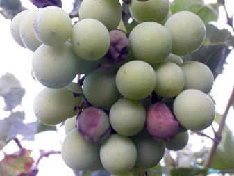 Como tratar o mofo nas uvas?