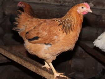What are the breeds of chickens?