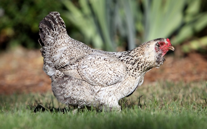 What are the breeds of chickens?