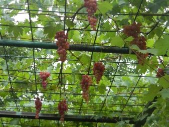 Beautiful options for arbors for grapes