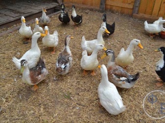 Domestic ducks what do domestic birds of the duck family look like and how do they swim? Breeding at home for beginners. How to make a duckling with your own hands?