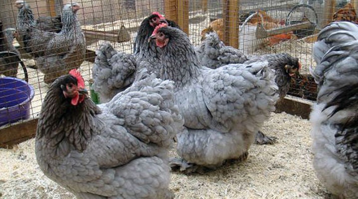 Meat breeds of chickens