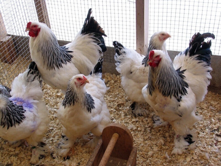 Köttraser av kycklingar