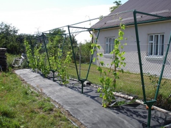 Types of supports for grapes and their use