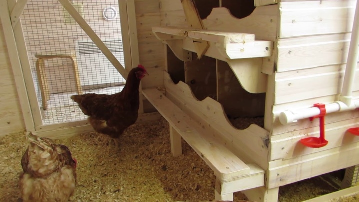 Cages for laying hens: dimensions, selection, manufacture and placement