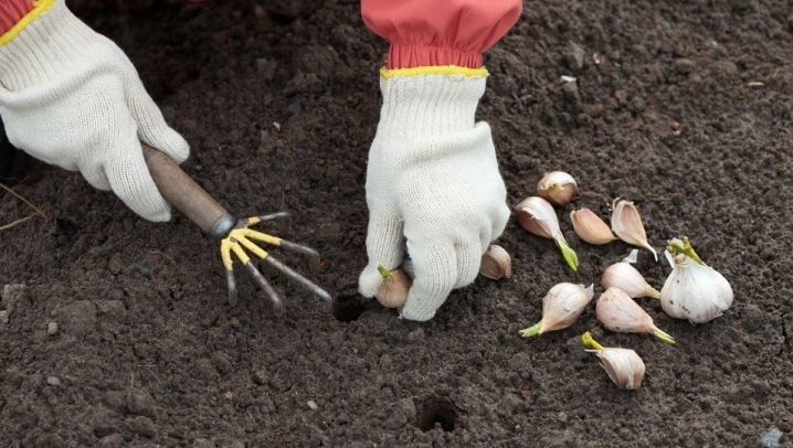 Come piantare l'aglio?