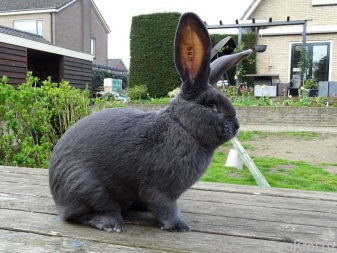Rabbit Risen (German giant)