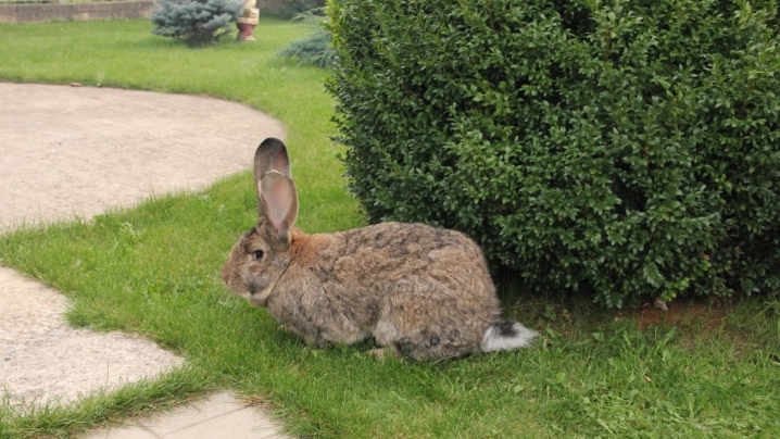 Rabbit Risen (German giant)