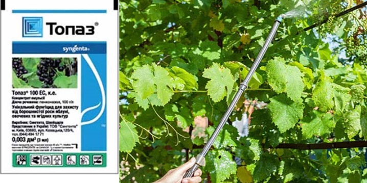 All about fungicide "Topaz" for grapes