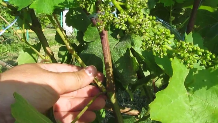 How to pinch grapes?