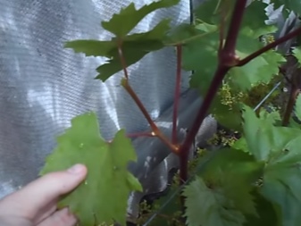 How to pinch grapes?