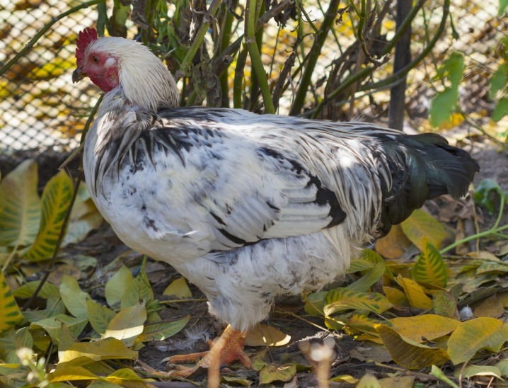 Colored broiler: varieties and recommendations for keeping